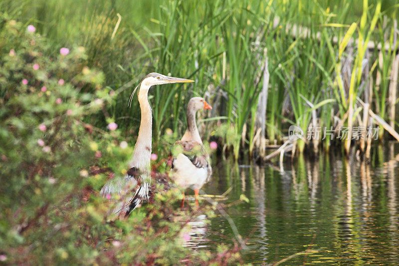 Heron Ardea herodias Anser涉水鹅